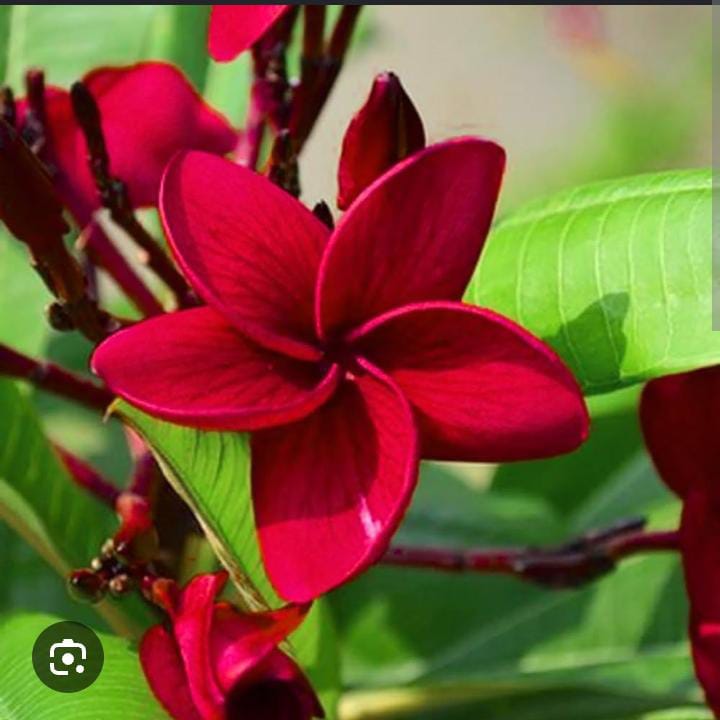 Plumeria Red