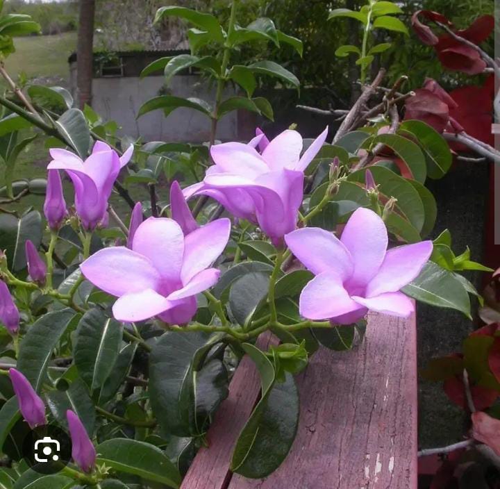 purple allamanda plant