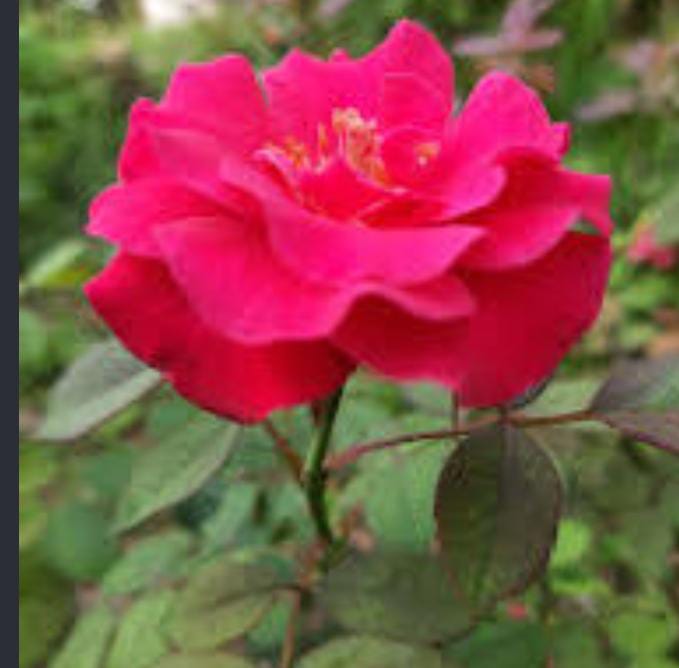 Andhra Paneer Rose