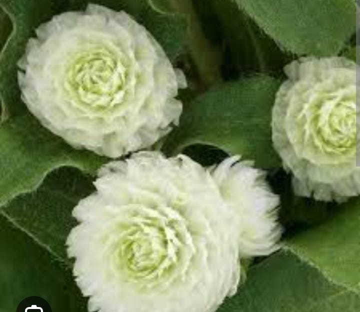 வெள்ளை வாடாமல்லி-விதை