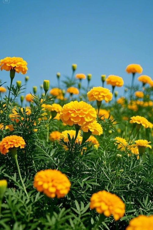 மேரி கோல்ட் Yellow -விதை