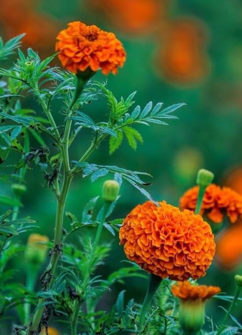 மேரி கோல்ட் Orange -விதை