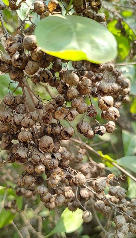 மருதாணி-விதை