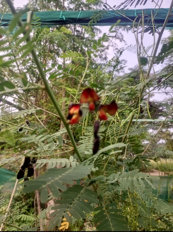 சித்தகத்தி-விதை