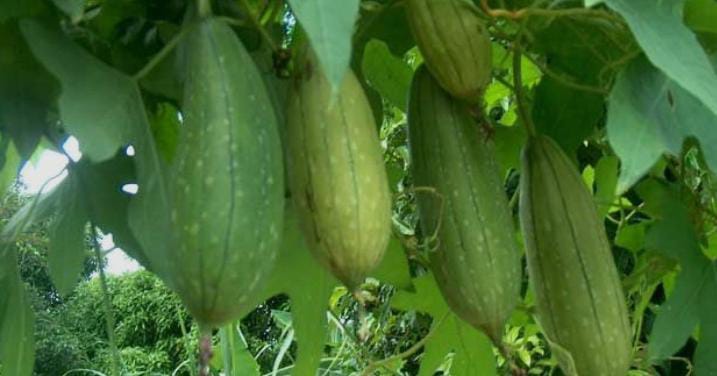 மெழுகு பீர்க்கன்-விதை