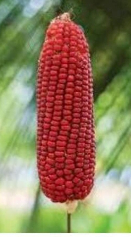 சிவப்பு மக்காச்சோளம்-விதை