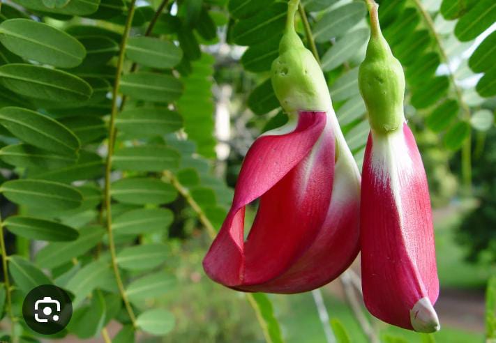 சிவப்பு அகத்திக்கீரை-விதை