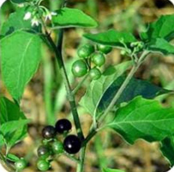 மணத்தக்காளி கீரை-விதை