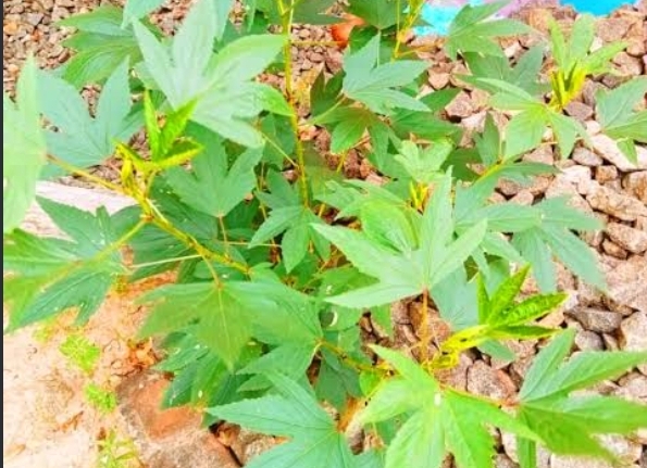 பச்சை புளிச்ச கீரை-விதை