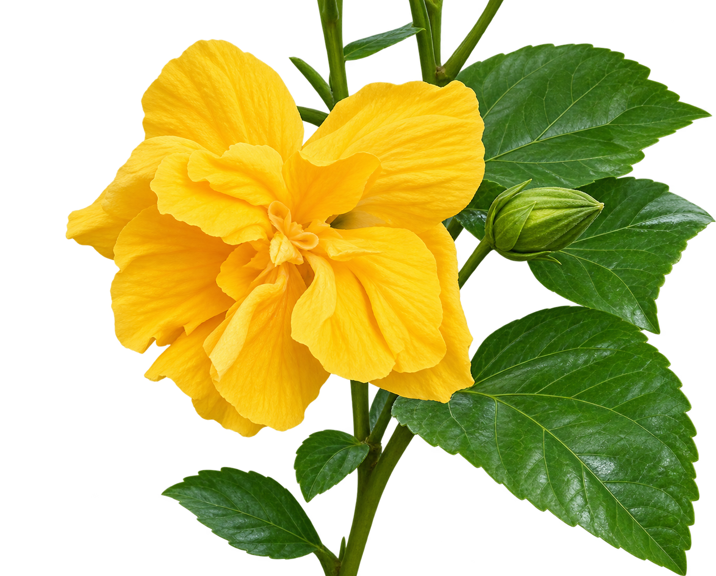 Hybrid மஞ்சள் அடுக்கு செம்பருத்தி
