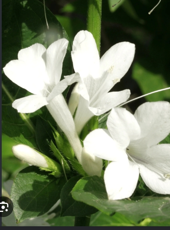 December Flower Plant White